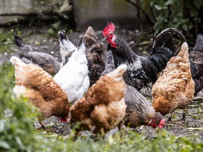 Bild 10 aus  Mair am Bach