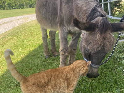 Bild 30 aus  Alpen Appartements Oberlehengut
