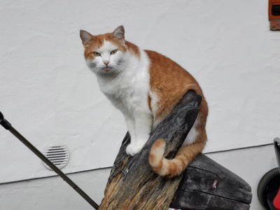 Bild 48 aus  Buchgrabenhof