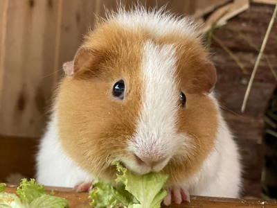 Bild 23 aus  Ederbauer