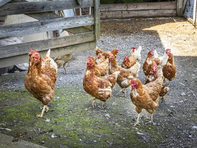 Bild 87 aus  Neuhaus