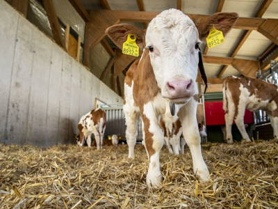 Bild 43 aus  Grainmeister