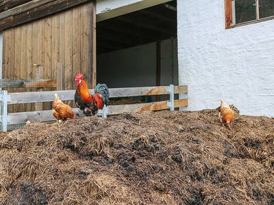 Bild 21 aus  Holzknechtalm