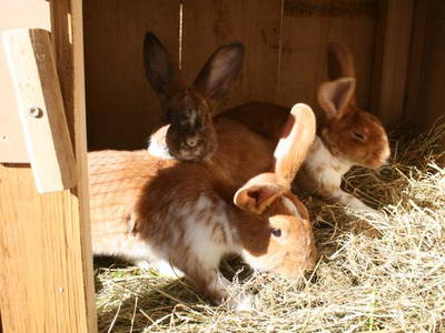 Bild 10 aus  Hübner-Wagner