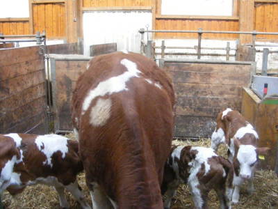 Bild 23 aus  Fötscherhof