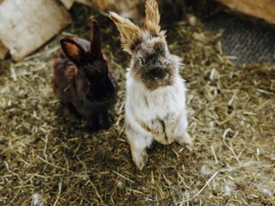 Bild 146 aus  Taxengut