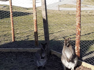 Bild 68 aus  Weißsteinalm