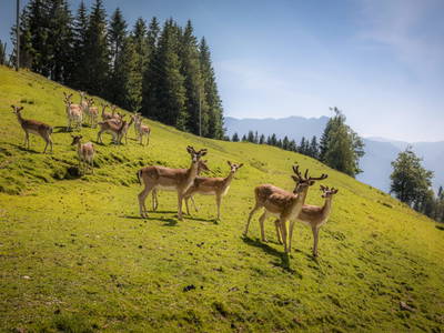 Bild 6 aus  Bachrain - Bio am Berg 