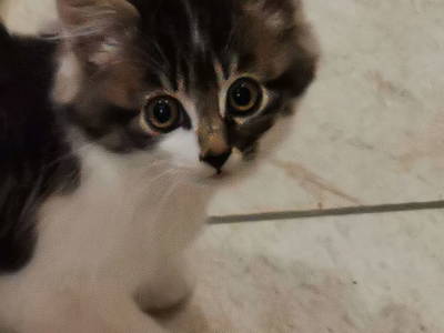 Bild 26 aus  Zauscherhof