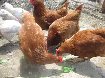 Bild 97 aus  Pieber-Staberhof