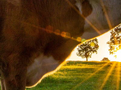 Bild 78 aus  Egglbauer