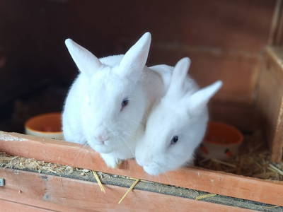 Bild 5 aus  Ferienhof Muxel