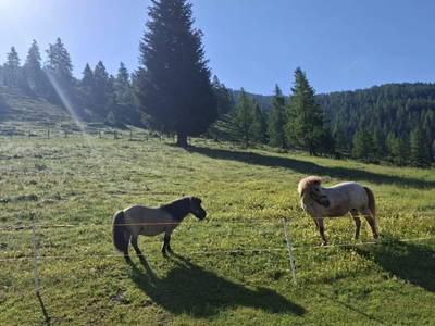 Bild 31 aus  Ledererhütte