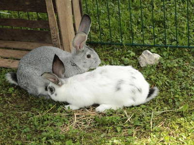 Bild 4 aus  "Schneiderhof"