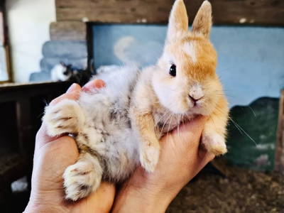 Bild 187 aus  Erbhof Hinting + Appartementhaus Hinting