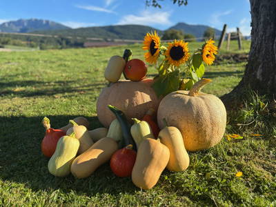 Bild 32 aus  Rummelbartlhof