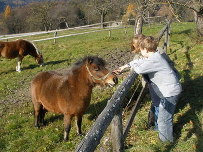 Bild 40 aus  Hoferpeter