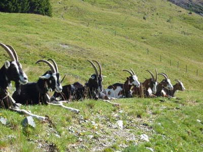 Bild 21 aus  Feriengut Hasenau