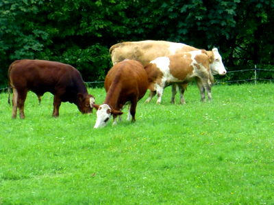 Bild 42 aus Biohof Schafflhof