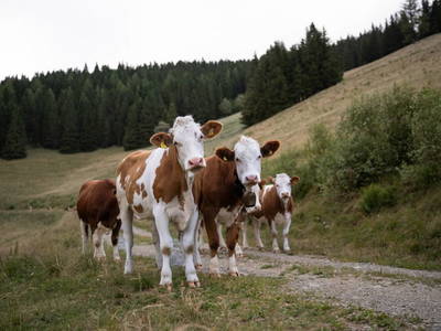 Bild 19 aus  Hofquartier Retzmoar