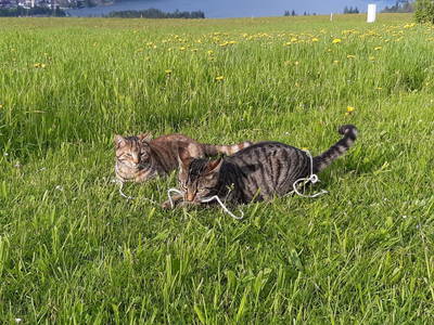 Bild 104 aus  Hagerhof