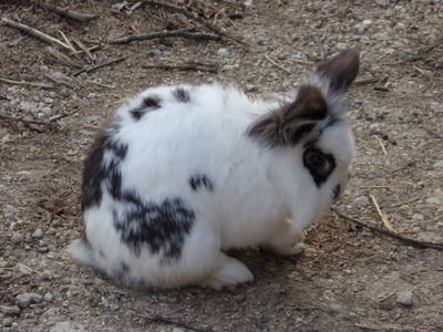 Bild 45 aus  Vitalbauernhof Zulehen