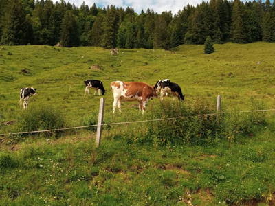 Bild 10 aus  Ferienhof Muxel