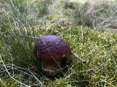 Bild 12 aus  Ferienhaus Gegg vlg. Pauritschmichl