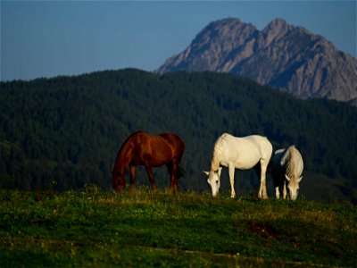Bild 46 aus Bauernhof Pergila
