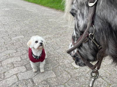 Bild 9 aus  Ponyhof Goldenstein