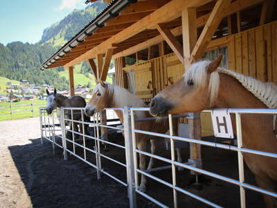 Bild 19 aus  Haus Bergquell mit Pferdestall