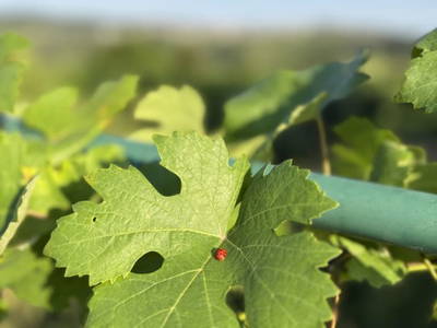 Bild 7 aus  Naturgartenurlaub - Steffis Ferienwohnungen