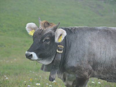 Bild 27 aus  Mühlehof Ennemoser