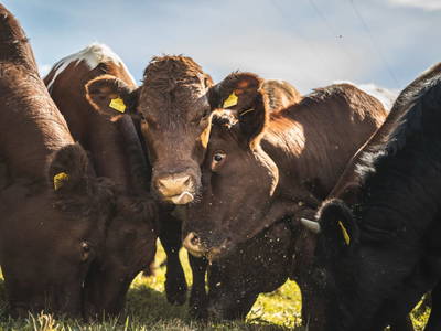 Bild 45 aus  Pension-Kobichl