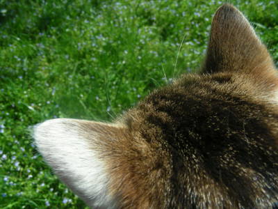 Bild 116 aus  Stanglhof