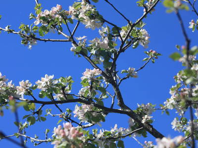 Bild 43 aus  Naturhof Innauer