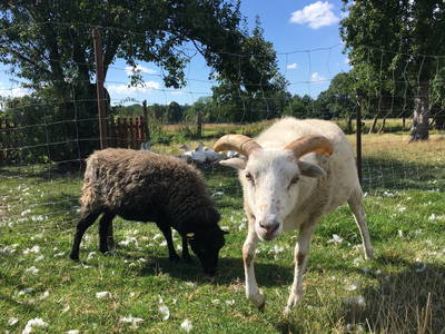 Bild 5 aus  Ferienhof Tillich - Erholsamer Landurlaub nahe dem Spreewald