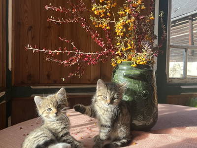 Bild 62 aus  Allamoarhof