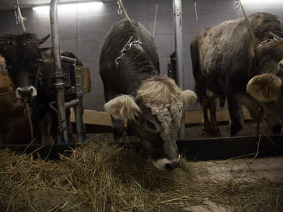 Bild 94 aus  Haus Bernardes