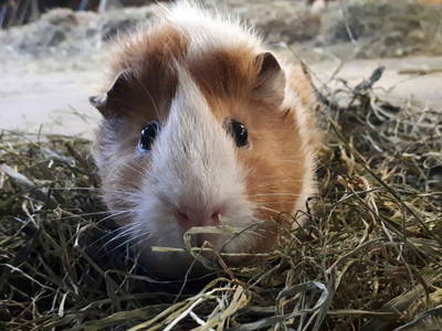 Bild 77 aus  Tobadillerhof Kinderbauernhof Pitztal Tirol