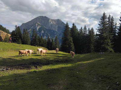 Bild 30 aus  Himmelbauer