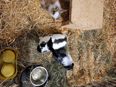 Bild 127 aus  Hinterhub