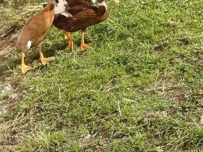 Bild 25 aus  Berghütte Boid