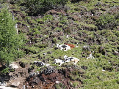 Bild 11 aus  Arztaleralm