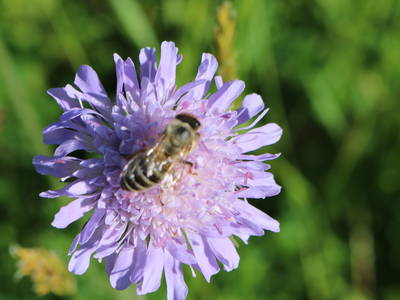 Bild 9 aus  Ansitz Parstorfer