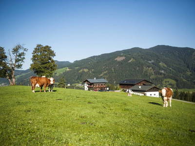 Bild 83 aus  Egglbauer