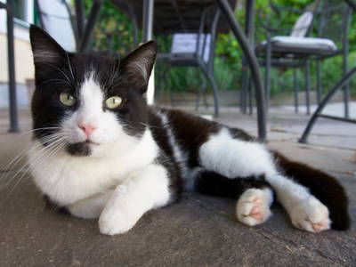 Bild 64 aus  Bergbauernhof Stauder, vlg. Oberrauter