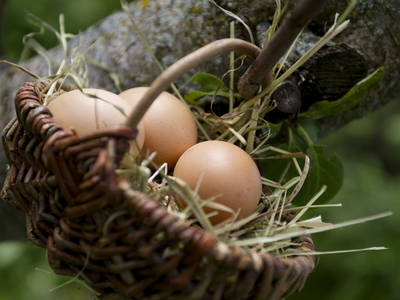 Bild 23 aus  Testhof UaB NÖ