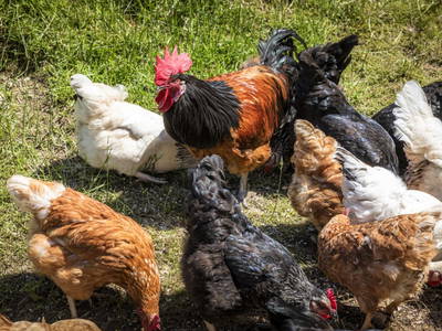 Bild 77 aus  Ferienhaus Oberpremgut