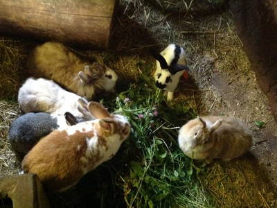 Bild 8 aus  Kempfenhof